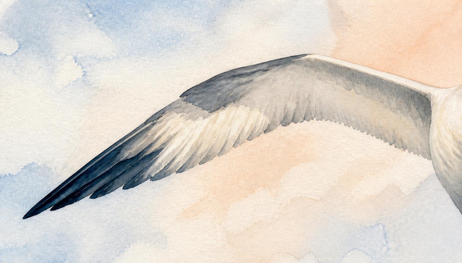 Akvarellstudie av en albatrossvinge i mjuka blå och persikofärgade toner.
